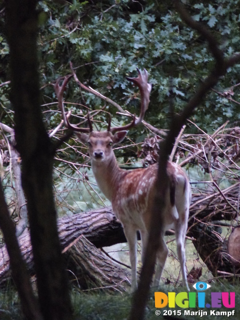 FZ019595 Blurry Fallow deer (Dama dama) in the evening